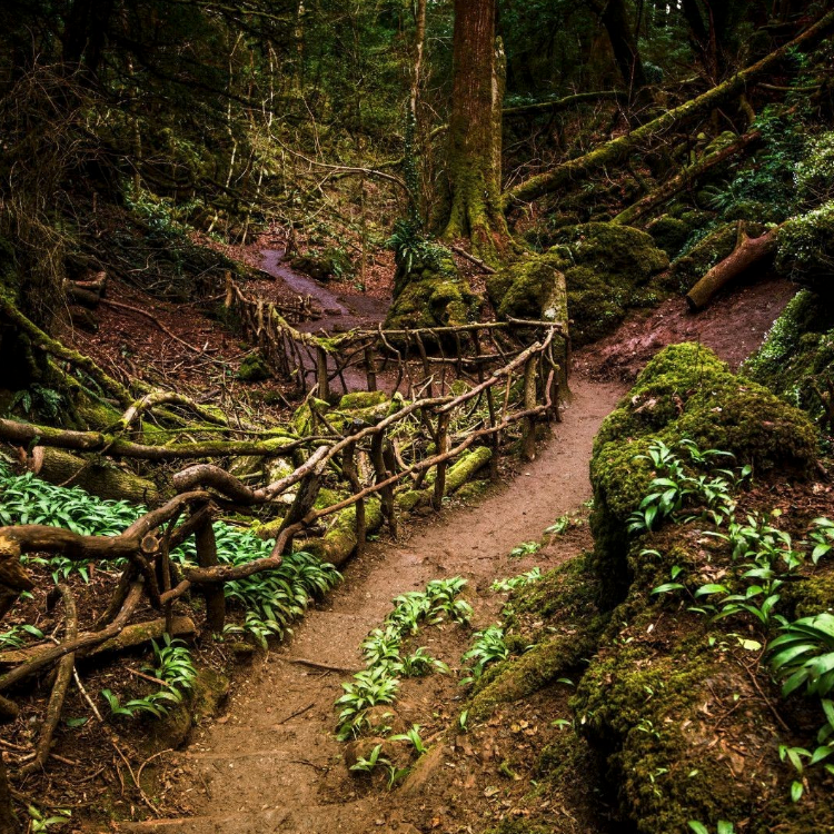 Puzzlewood