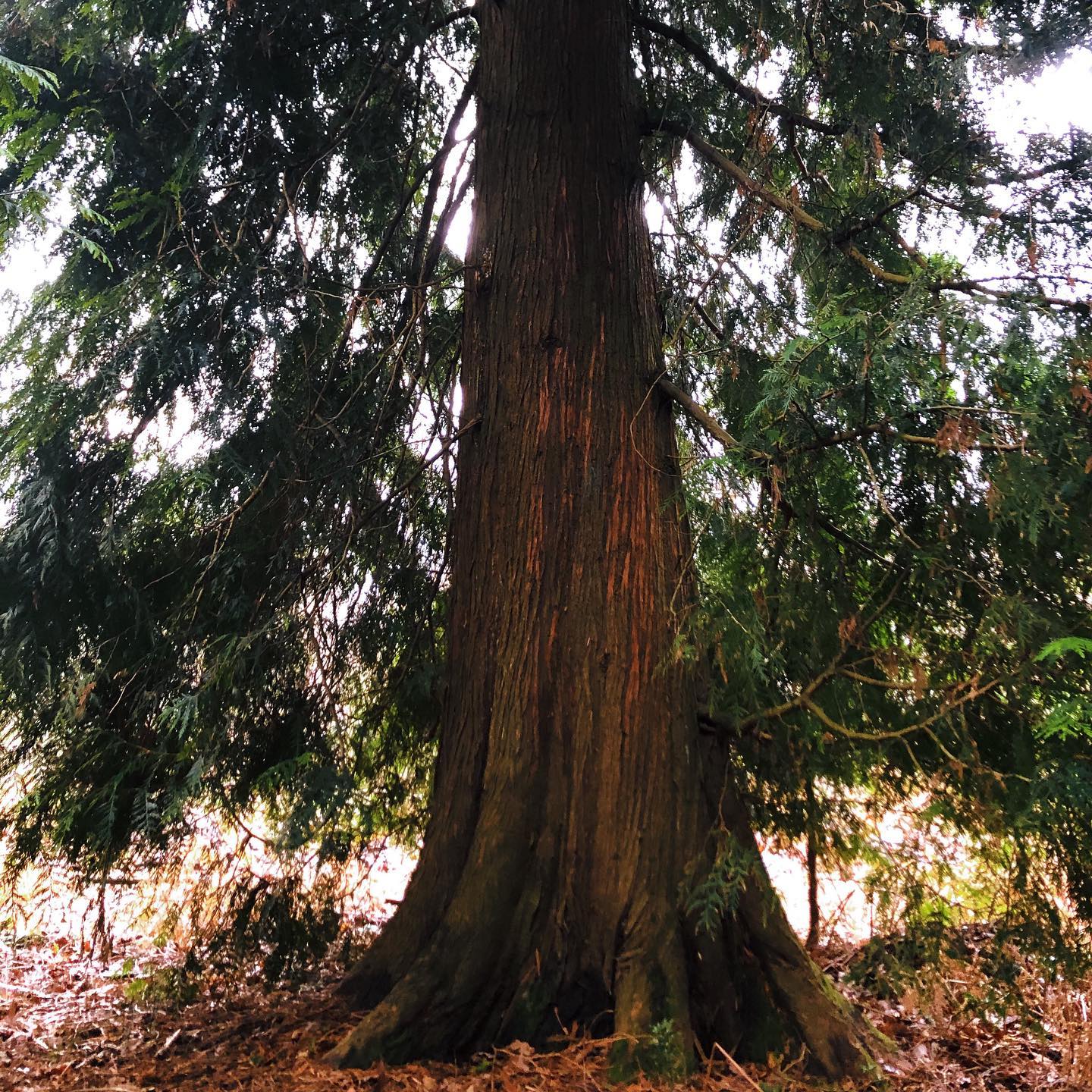 Tree trunk