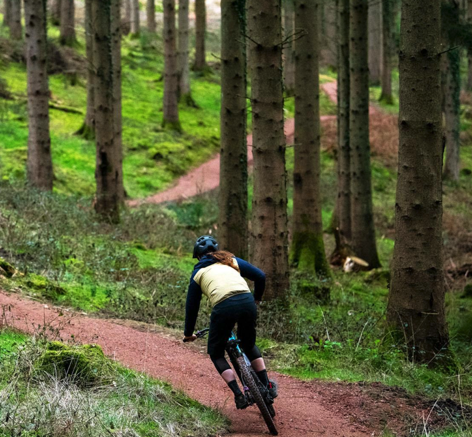 Cycling Trails in the Forest of Dean