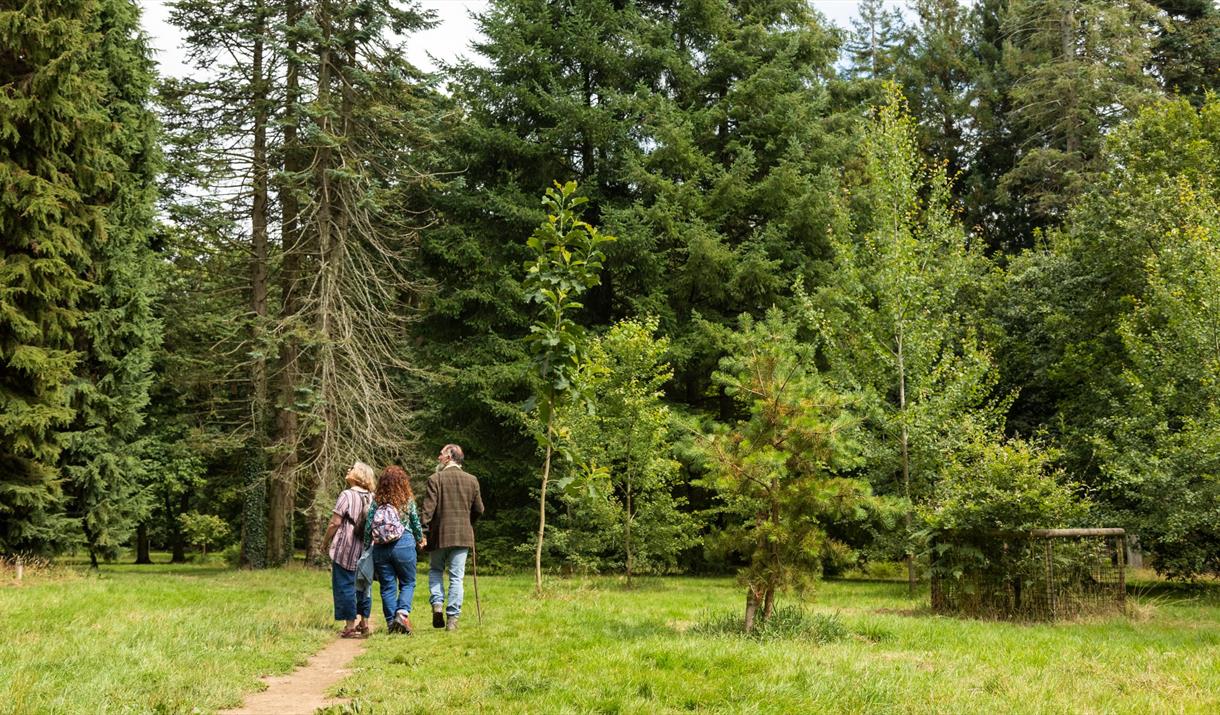 Forest bathing in The Cyril Hart Arboretum