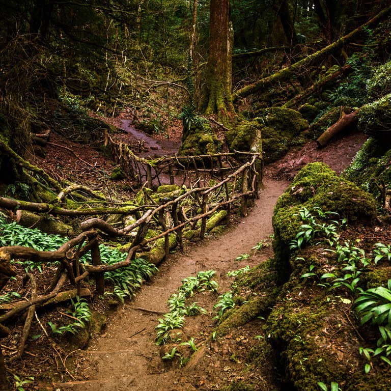 Puzzlewood Film location