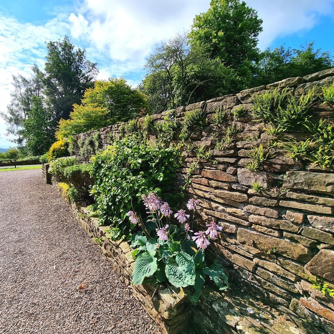 Flowers and ferns growing out in our dry stone walls
